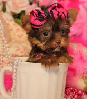 Teacup Yorkshire Terrier Pups - Singapore Pets Services | Sg Pets