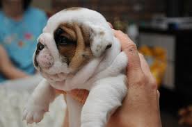 Lovely english bulldog puppies Ready - Singapore Pets Services | Sg Pets