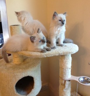 Adorable Ragdoll Kittens - Singapore Pets Portal | Sg Pets