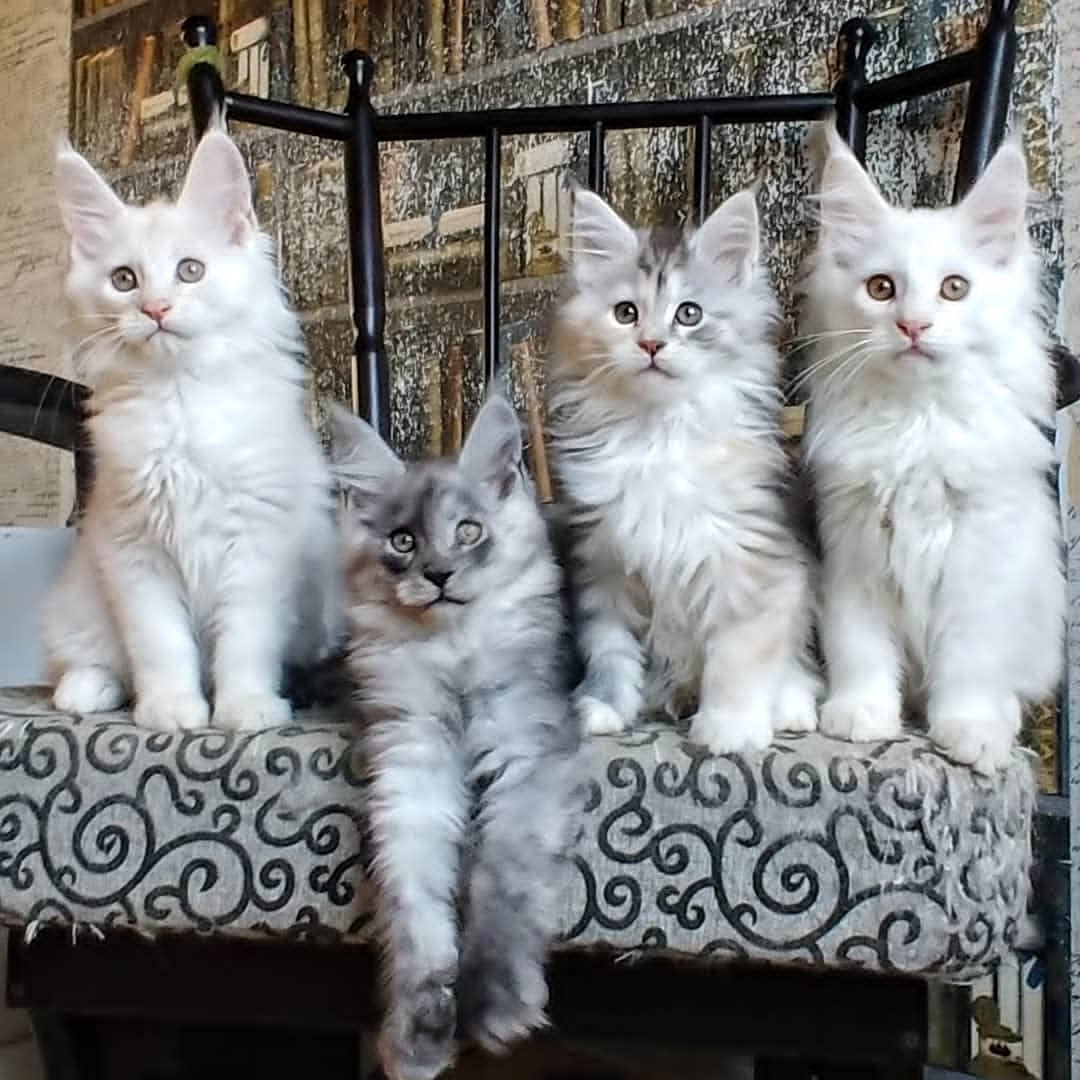 Available GCCF/TICA Registered Pedigree Maine Coon Kittens - Singapore Pets Listings | Sg Pets