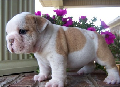 British Bulldog puppies ready - Singapore Pets Portal | Sg Pets