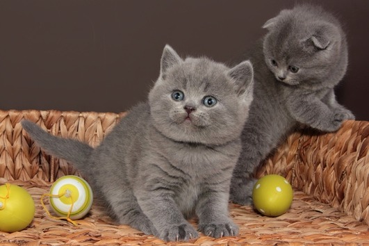 british shorthair kittens - Singapore Pets Listing british shorthair kittens - Singapore Pets Listings | Sg Pets