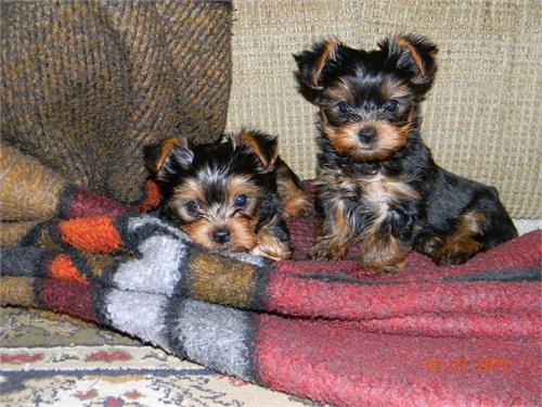 TEACUP YORKIE PUPPIES TEXT US ((201) 338-7436) - Singapore Pets Listing TEACUP YORKIE PUPPIES TEXT US ((201) 338-7436) - Singapore Pets Listings | Sg Pets