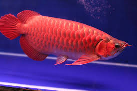 Super red arowana fish and may other for sale!!!!! - Singapore Pets Listing Super red arowana fish and may other for sale!!!!! - Singapore Pets Listings | Sg Pets