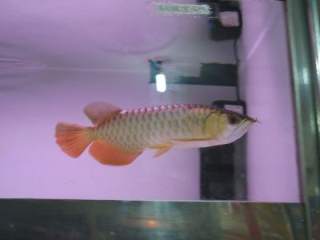 Quality Super Red Arowana and the 24K gold Arowanas available - Singapore Pets Listing Quality Super Red Arowana and the 24K gold Arowanas available - Singapore Pets Listings | Sg Pets
