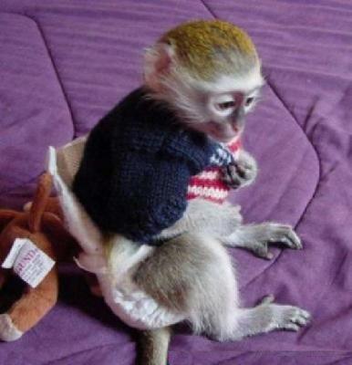 Male and female Capuchin and marmoset monkeys for adoption - Singapore Pets Services | Sg Pets