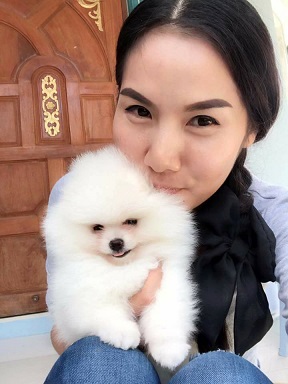 White Pomeranian Puppy For Sale - Singapore Pets Listings | Sg Pets