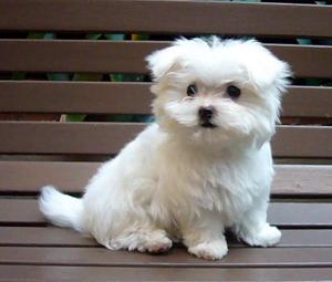 beautiful AKC registered teacup Maltese puppies for adoption - Singapore Pets Listing beautiful AKC registered teacup Maltese puppies for adoption - Singapore Pets Listings | Sg Pets