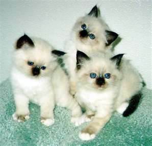 Male and Female Birman Kittens - Singapore Pets Listing Male and Female Birman Kittens - Singapore Pets Listings | Sg Pets