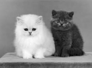 Beautiful Chinchilla Persian Kittens - Singapore Pets | Sg Pets