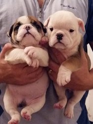 Stunning chunky English bulldog puppies - Singapore Pets Listings | Sg Pets