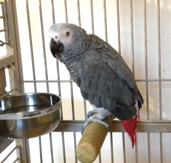 Grey Congo African Grey Parrot - Singapore Pets | Sg Pets