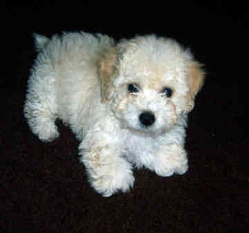 Beautiful Toy Poodle Puppies - Singapore Pets Listing Beautiful Toy Poodle Puppies - Singapore Pets Listings | Sg Pets