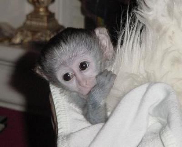 Very healthy male and female baby Capuchin monkeys for X-mas - Singapore Pets Listing Very healthy male and female baby Capuchin monkeys for X-mas - Singapore Pets Listings | Sg Pets