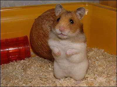 My Cute Hamster! - Singapore Pets Portal | Sg Pets