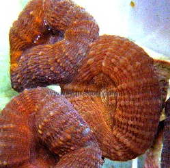 Brain Coral - Singapore Pets Articles | Sg Pets