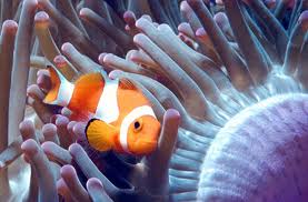 Clown Fish and Sea Anemone, Aquatic Pets, Singapore Pet Articles | Sg Pets