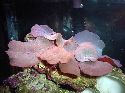Pink/Red Mushroom Corals, Singapore Pets Article | Sg Pets