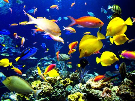 Marine Fish, Aquatic Pets | Singapore Pets Portal Sg Pets