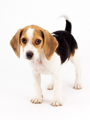 How to Housebreak a Puppy - Training your puppy - Singapore Pets Articles | Sg Pets